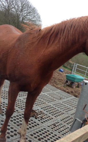 Dlažba INB bezpečný povrch pro koně