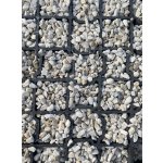 Zatravňovací rohože Mosolut Easygrid_prosypáno štěrkem