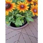 Mosolut Hestra typ DECK 45 Antik