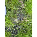 ekologická zatravňovací dlaždice BERA® Grass Fix Eco+